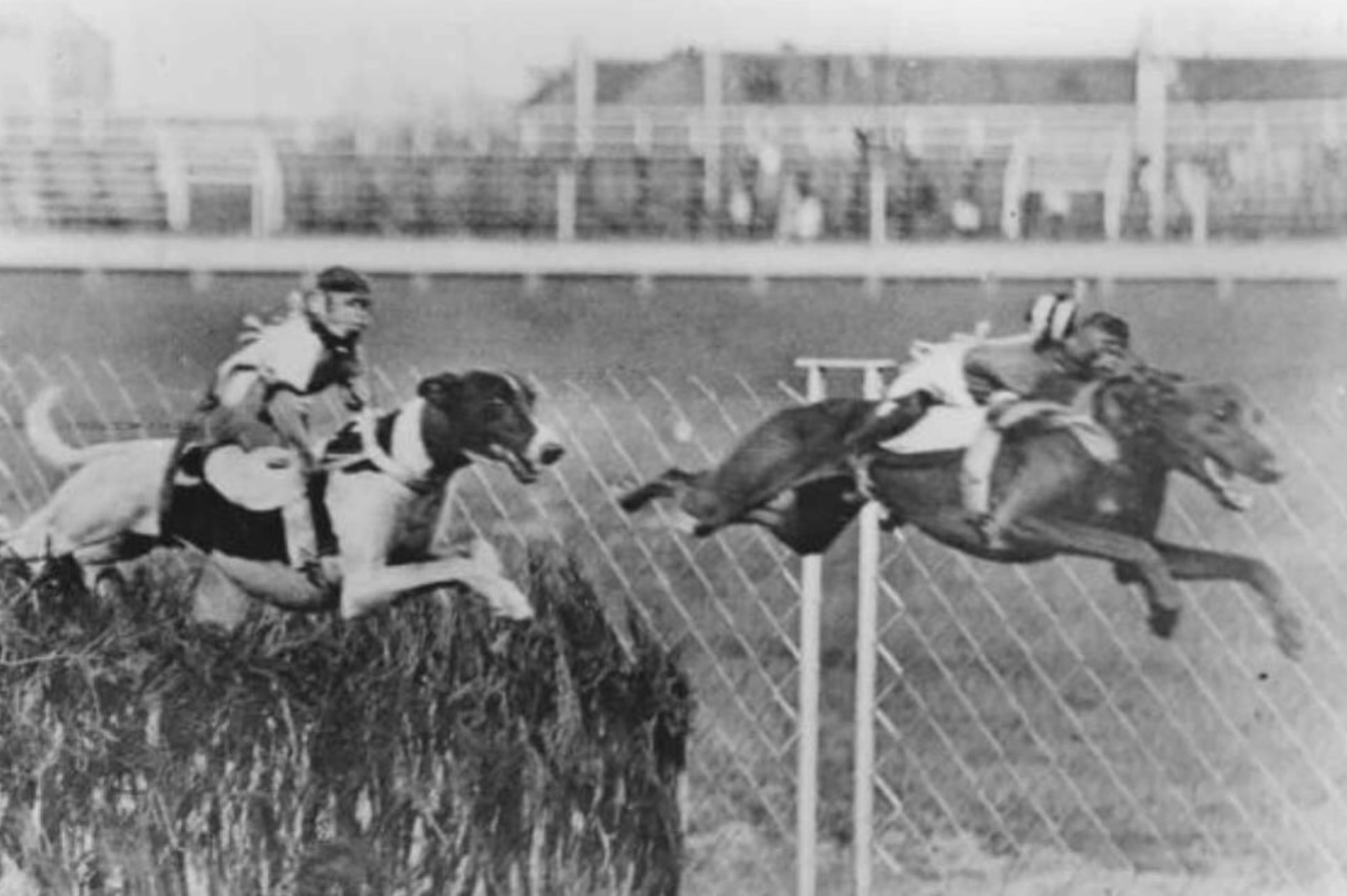 monkey jockeys on greyhounds